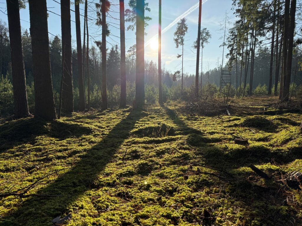 Enjoying the forrest