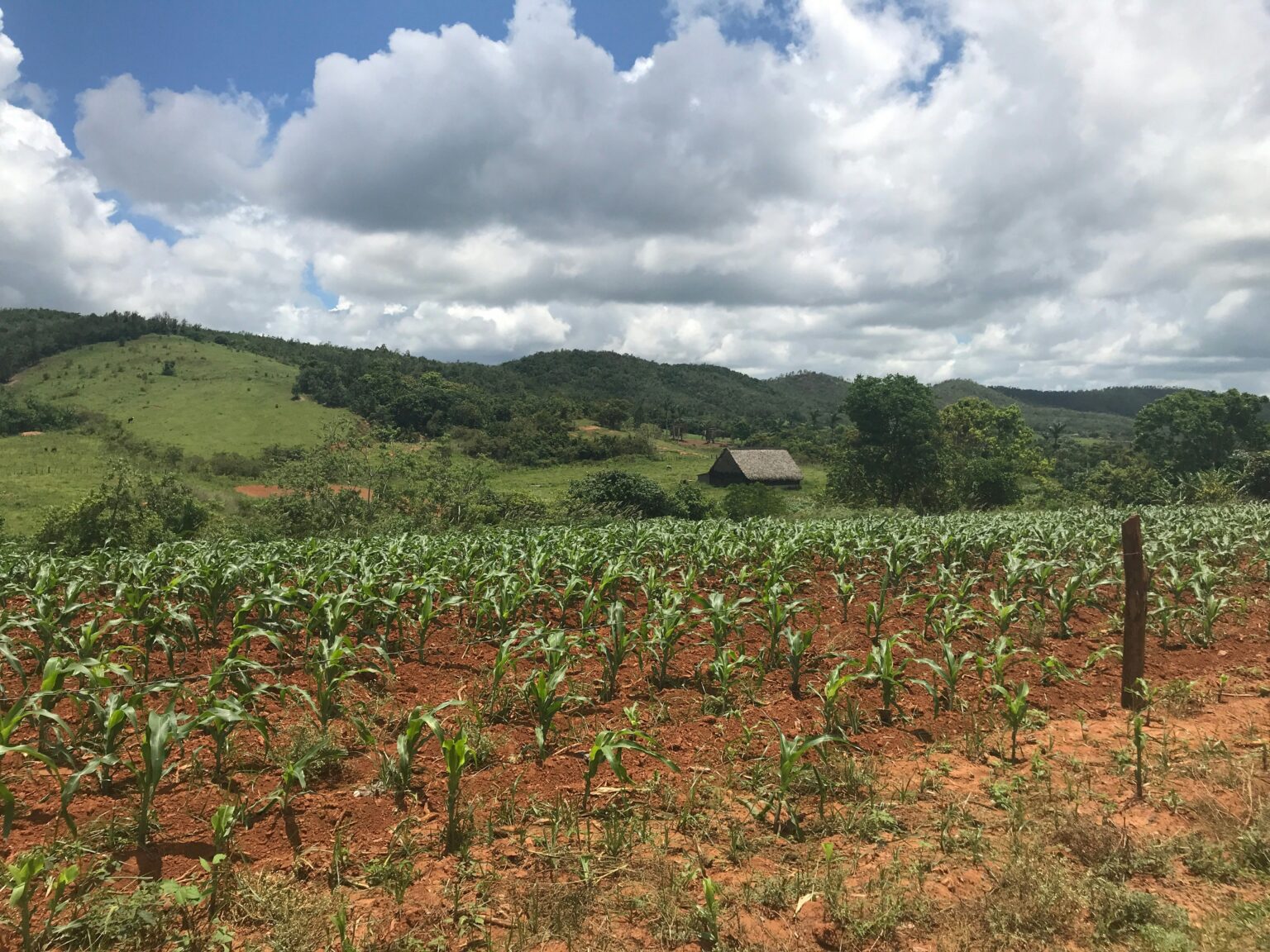 Switzerland boosts forest landscape restoration across Africa and South America with CHF 5.2 million contribution - News
