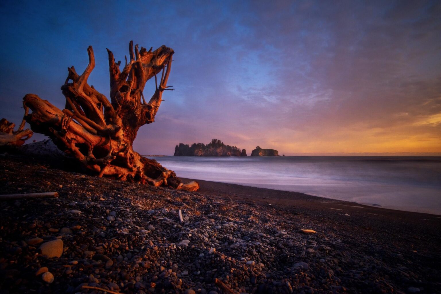 Tree skeleton on Rialto Beach, Washington