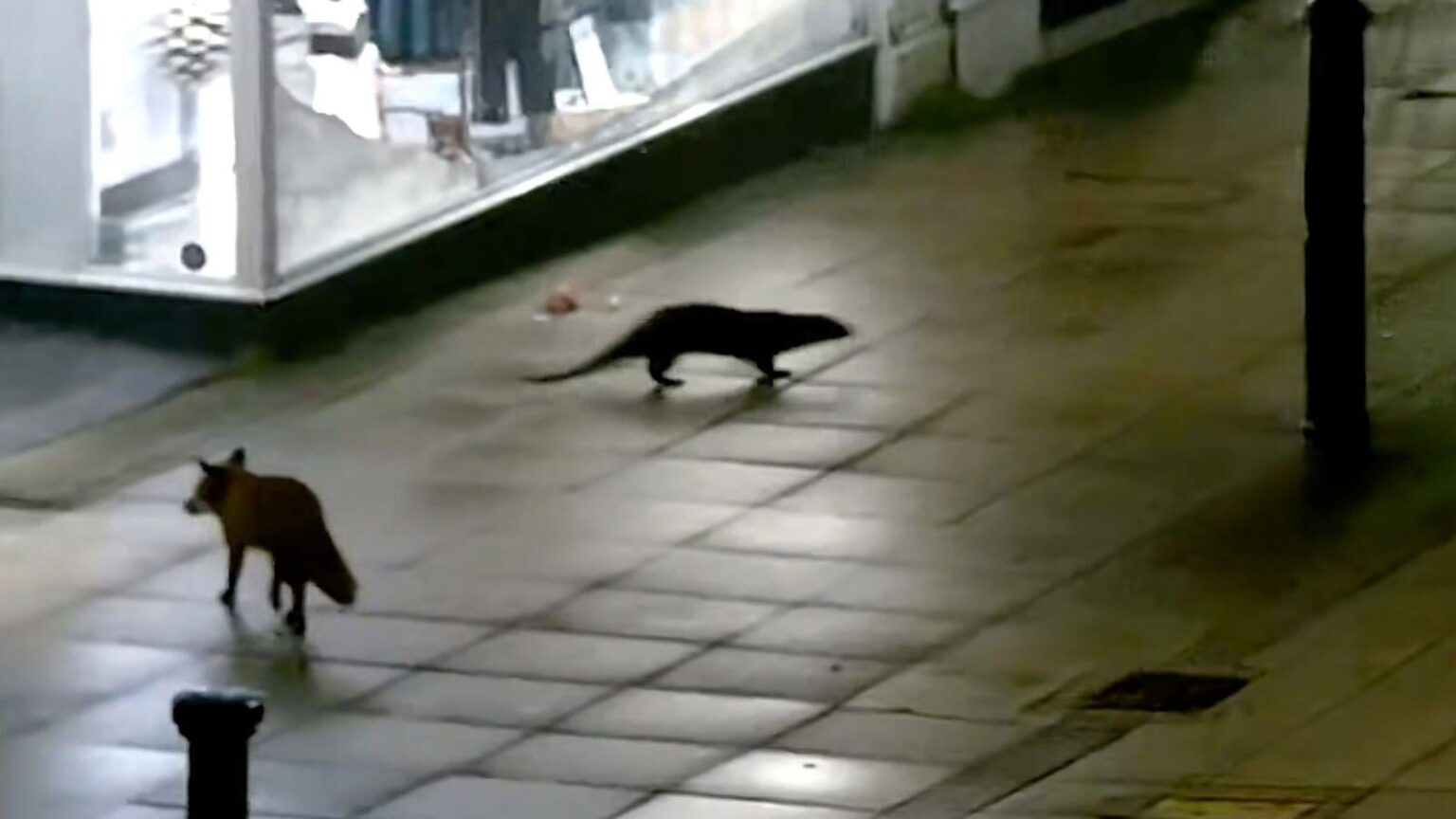 Otter and fox explore Lincoln town centre together