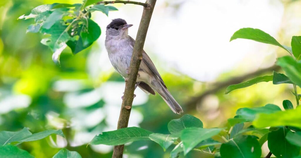 In France, since the ban on a “bee-killer” insecticide, populations of blackbirds, warblers and finches are doing a little less badly.