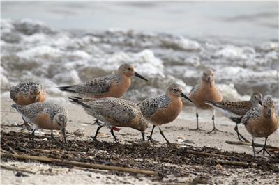 Proposed federal changes could affect Philadelphia-area species Red knot birds walk on the beach