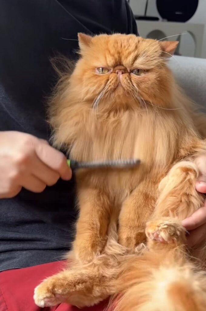 Greetings from Garfield😍