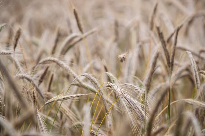 benefits rye climate