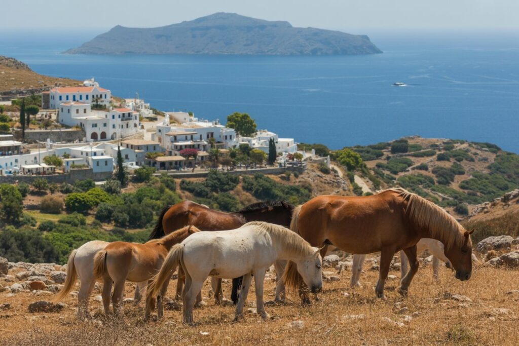Eco-tourism in greece: discover the rare skyros horse and the beauty of skyros island