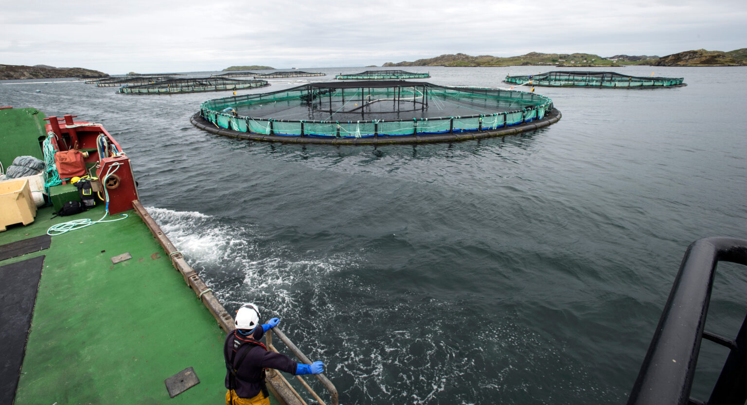 Norway salmon spot prices remain under pressure, Scottish flat or climbing