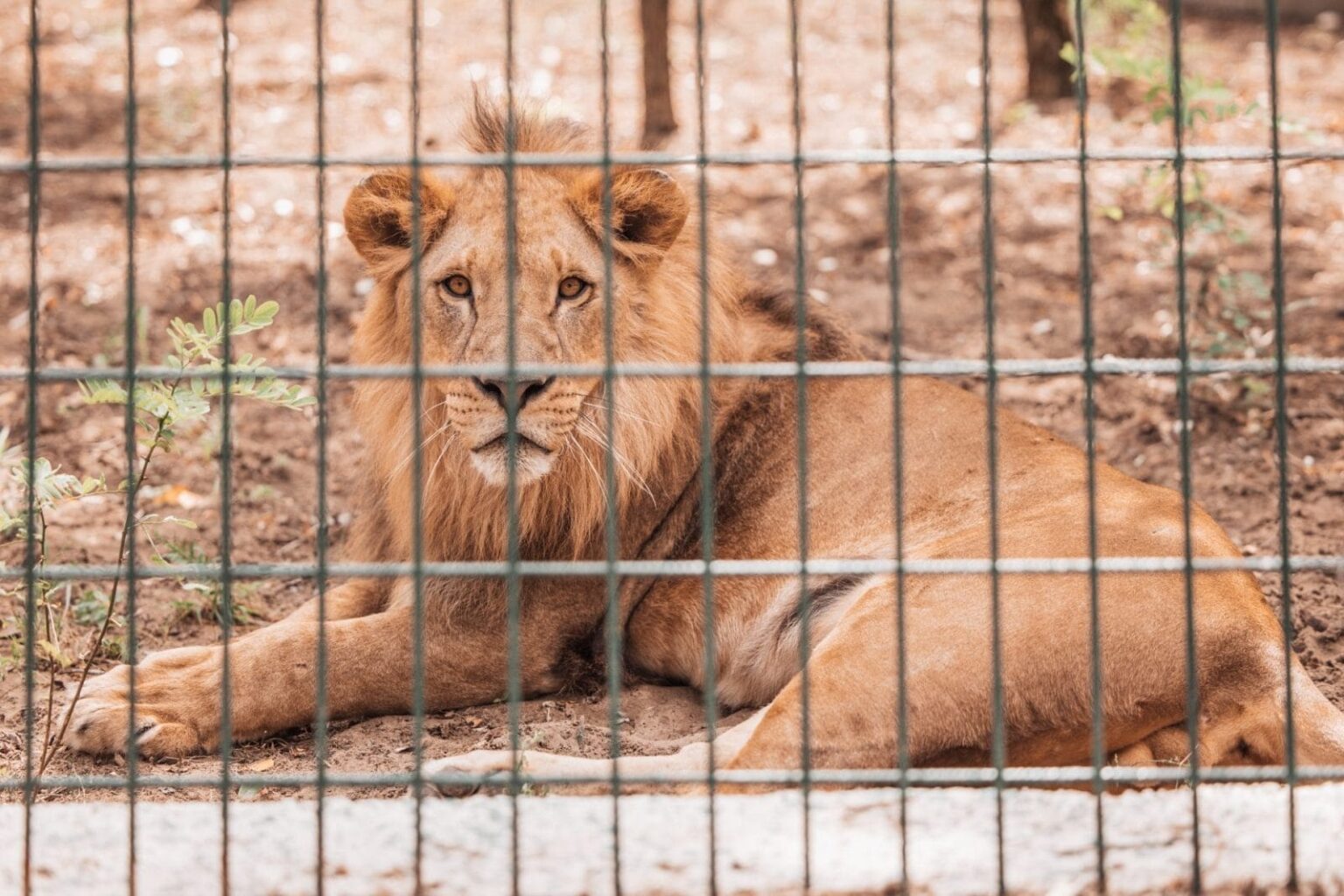 Seven Lions to Be Euthanized in New Zealand Sparks Outrage Over Captive Wildlife – One Green Planet