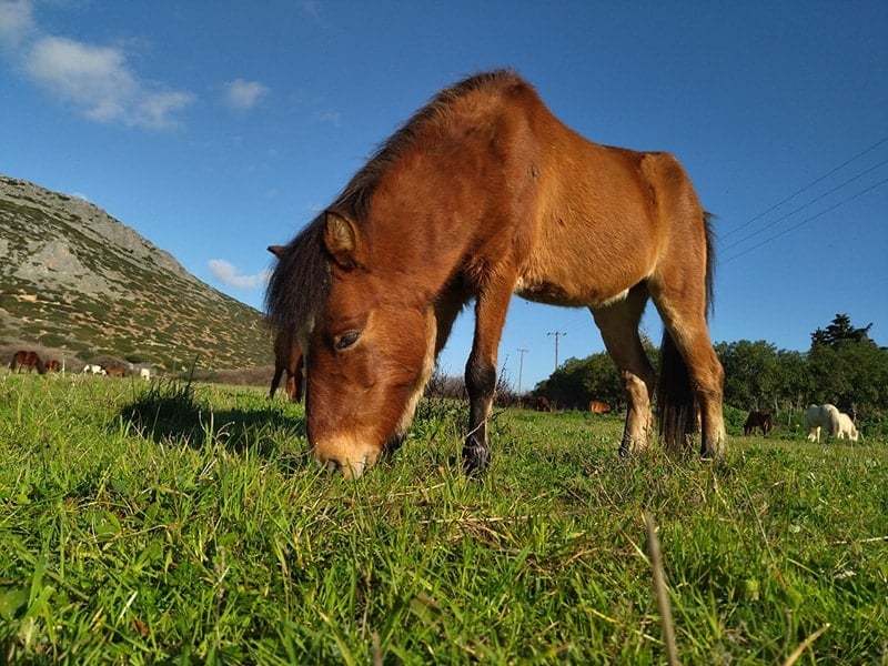 Skyros horses