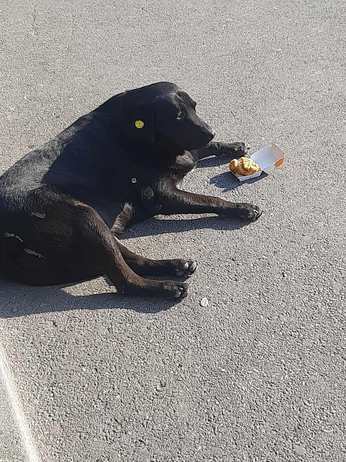 Tbilisi stray dogs