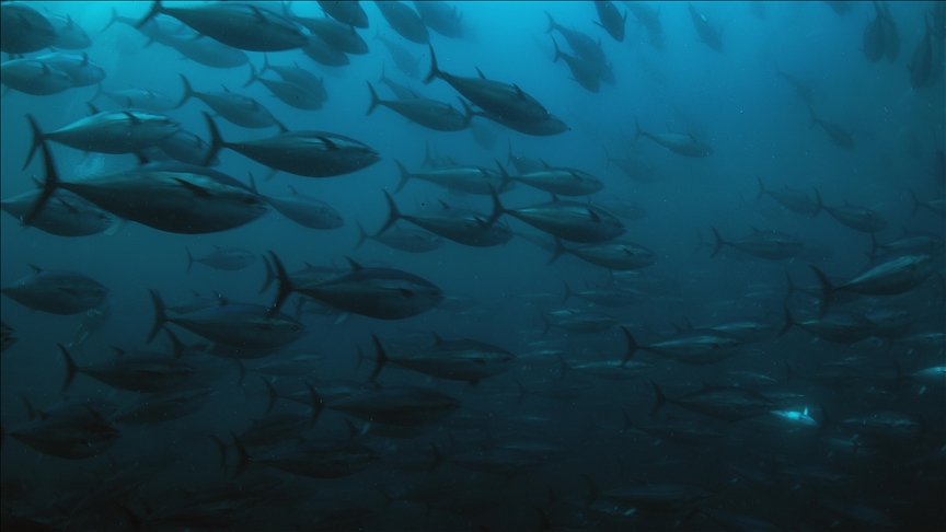 Rare native fish thought to be extinct resurfaces in New Zealand’s Auckland region