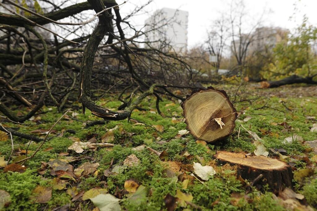 Romania’s Environment Ministry moves to criminalize illegal tree cutting in urban green spaces