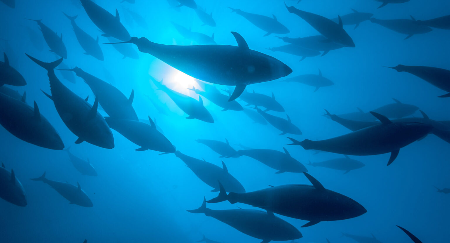 Norway wins 25% boost to bluefin tuna quota under new ICCAT deal