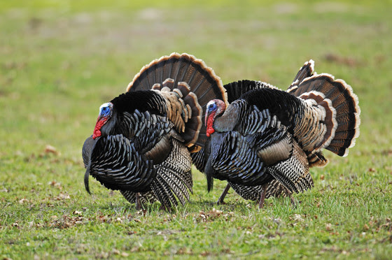 Apply For 2026 Bear And Turkey Harvest Authorization
