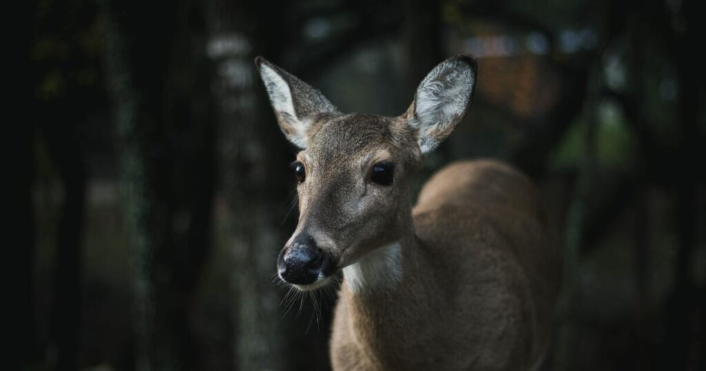 Deer collisions increase by 16% in week following time change: Environment CO