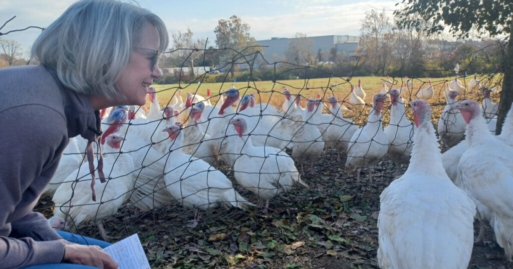 Talking turkey: Chefs answer your cooking questions