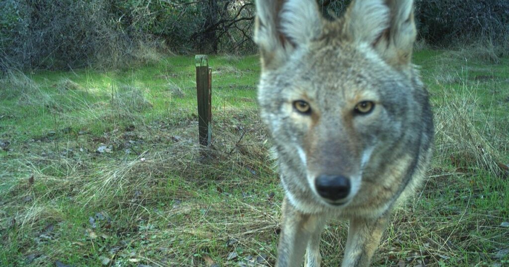 Seeing more wildlife in your yard? Climate change may explain why, UCLA study finds