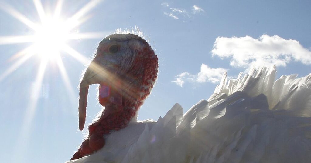 O.C. turkey giveaway, Walk of Gratitude & Food Drive this weekend