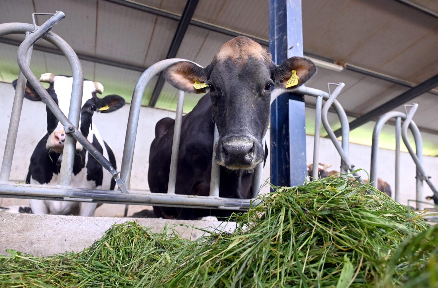 Every day we import 700,000 liters of milk, even Luxembourg produces more than Croatia