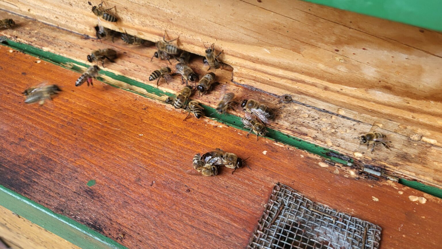 Bee Sunday