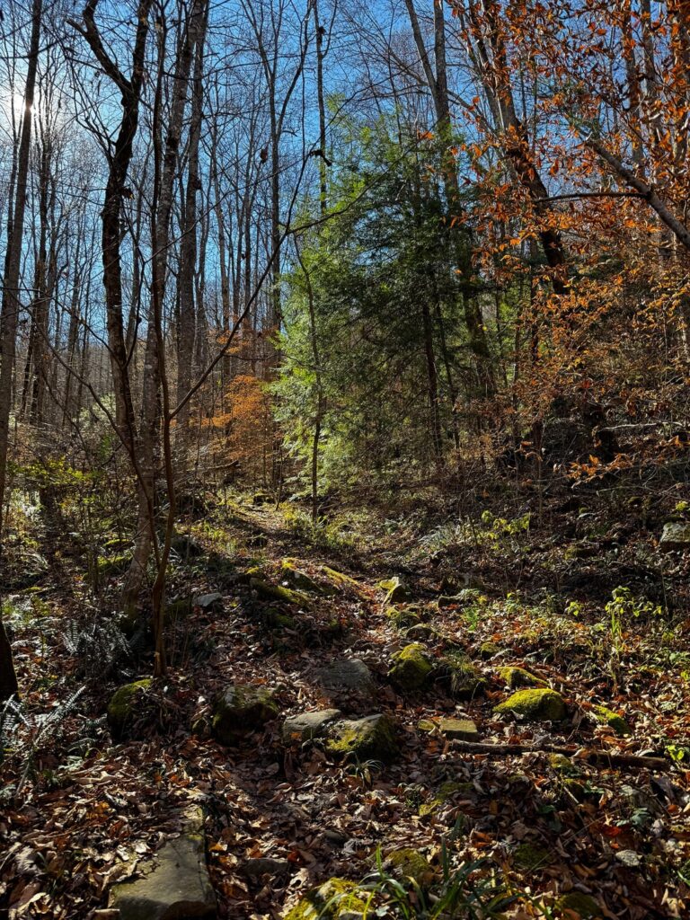 A tender November day in middle TN