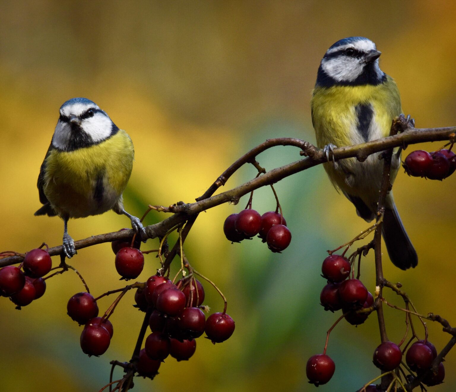 A very nice pair of… Cyanistes caeruleus 😬😬😬
