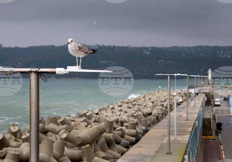 Bulgaria Joins International Initiative for Protection of Marine Mammals