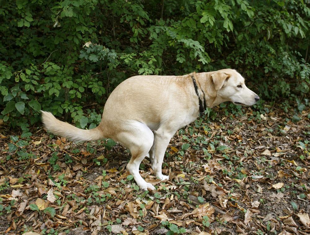 It's time for more taxes, mandatory insurance and dog control