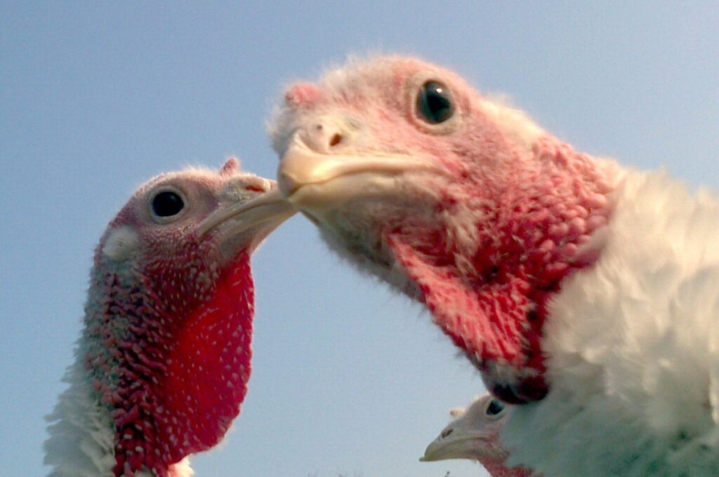 Avian influenza cases continue in Michigan turkeys