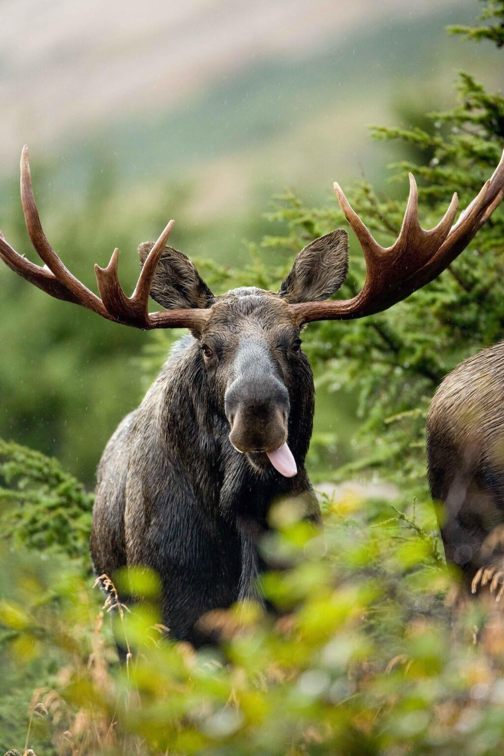 Why are there never moose in the zoo?
