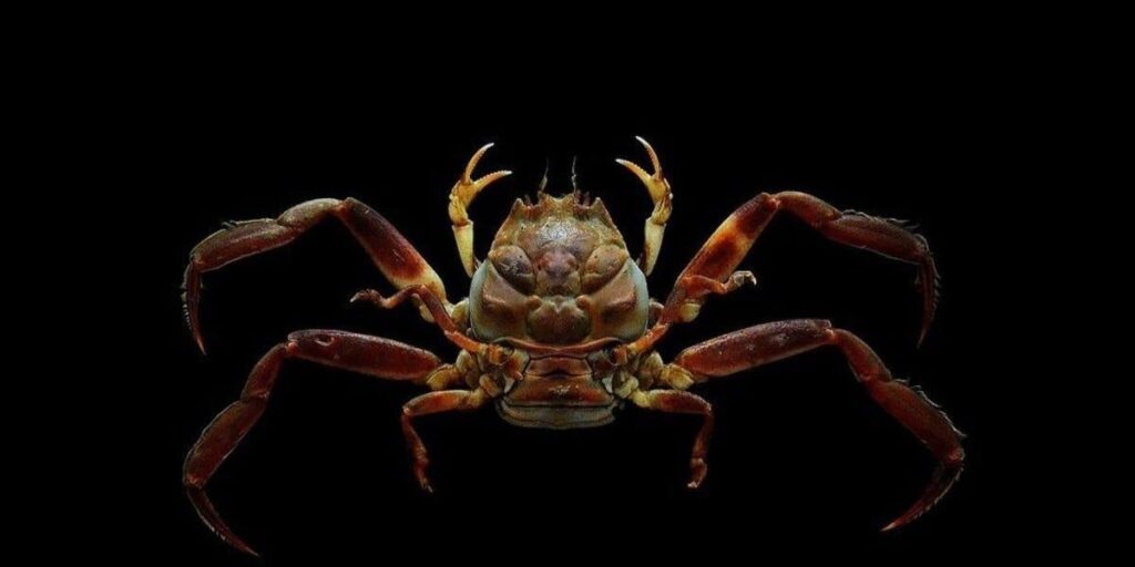 Operation Warp Speed, Japanese MRIs, and Crabs: Carcinization of Medical Industrial Policy