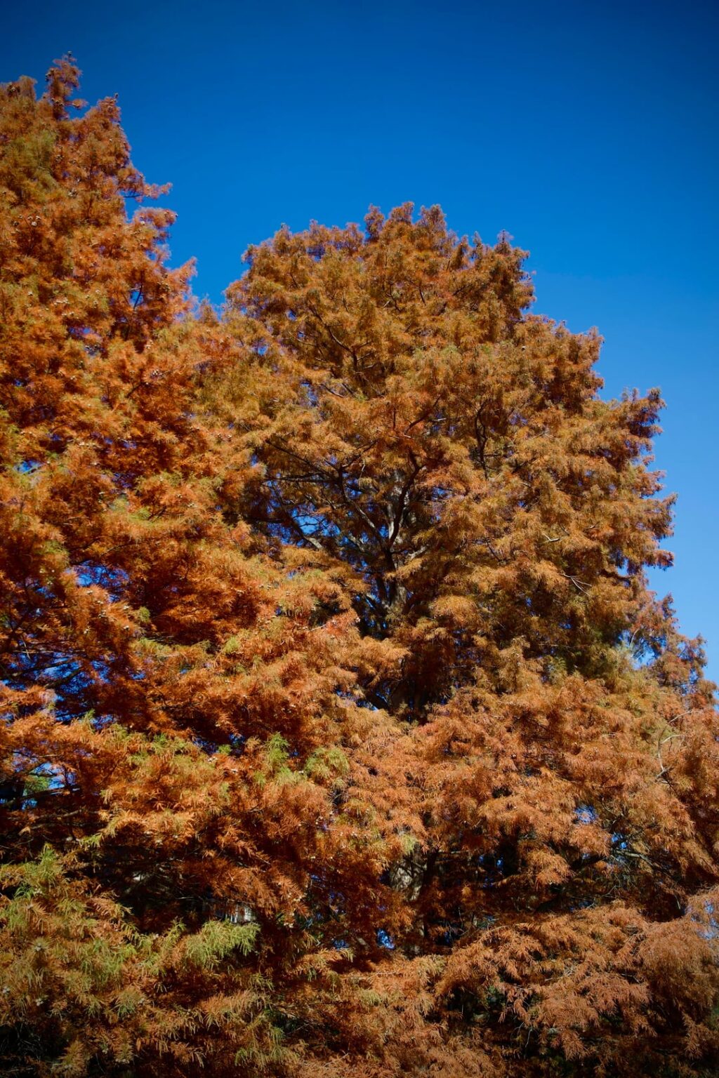 Longwood Gardens, PA