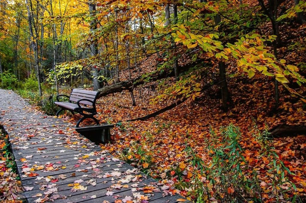 A late look at the autumn's beauty and a walk along the path where the leaves fall