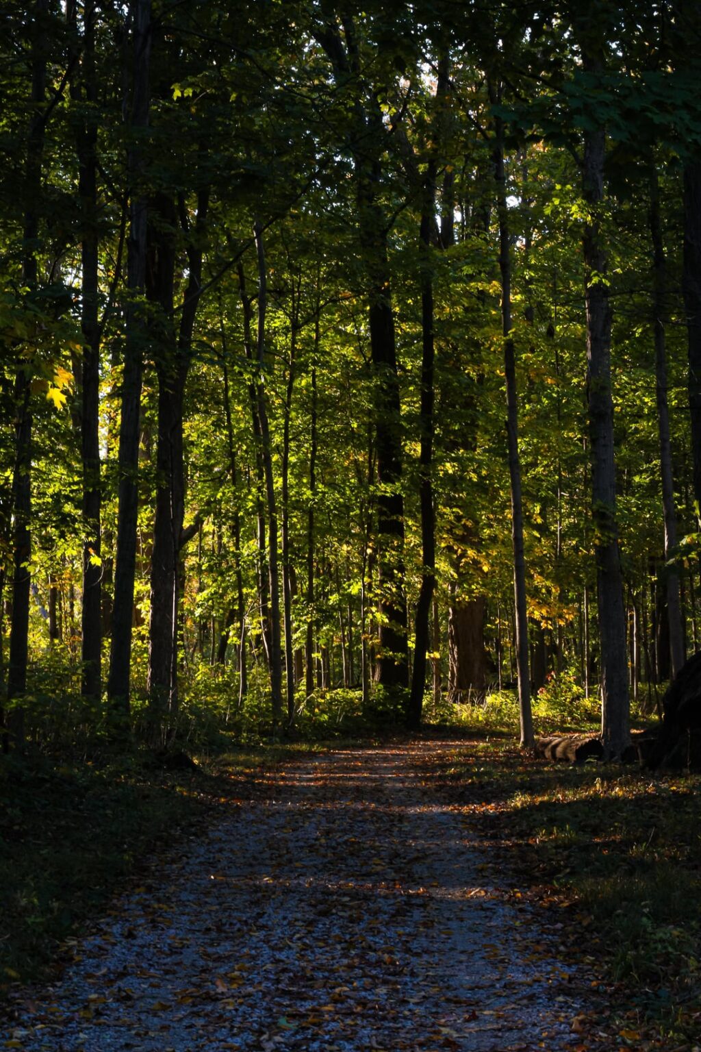 Forest Preserve of Illinois!