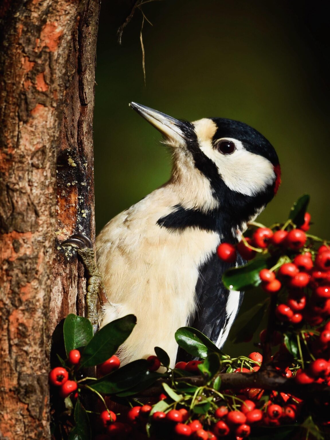 Great spotted woodpecker with some autumn vibes 🍂🍁🍂
