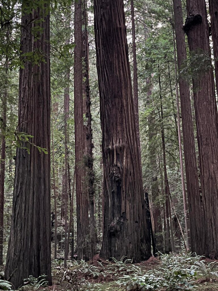 Redwood with a face! 🌲
