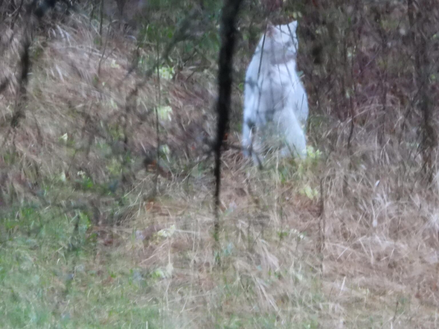 I saw a Bosnian yeti!