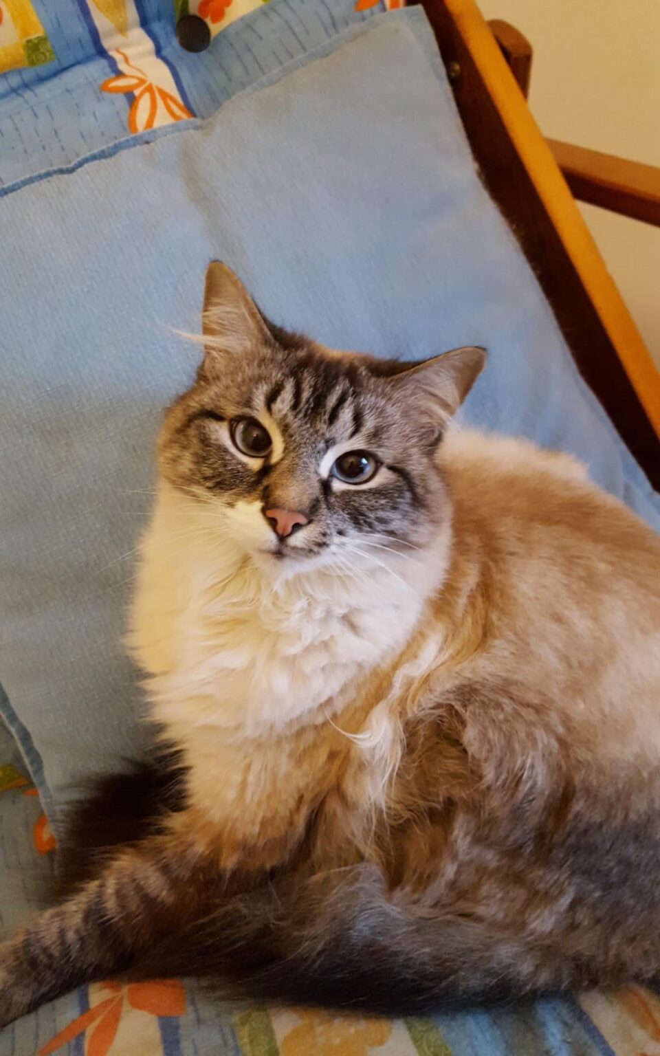 Missing cat, what should I do?