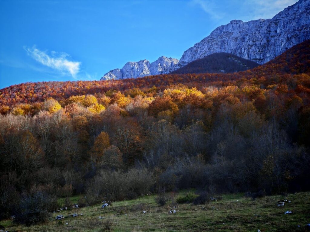 [OC] I love woods and the foliage 🍁🍂