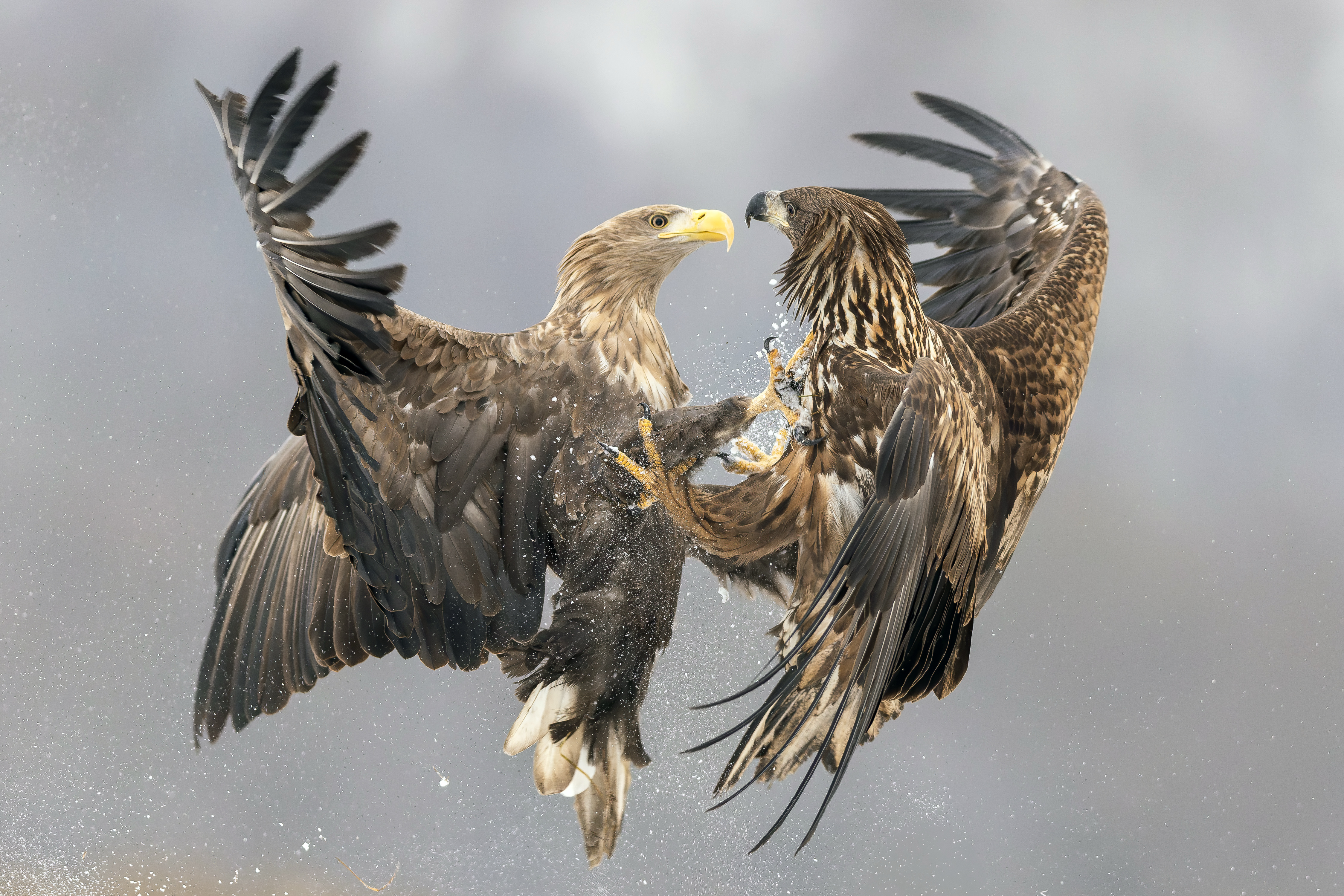 Two-second sky spat as eagles settle whos boss