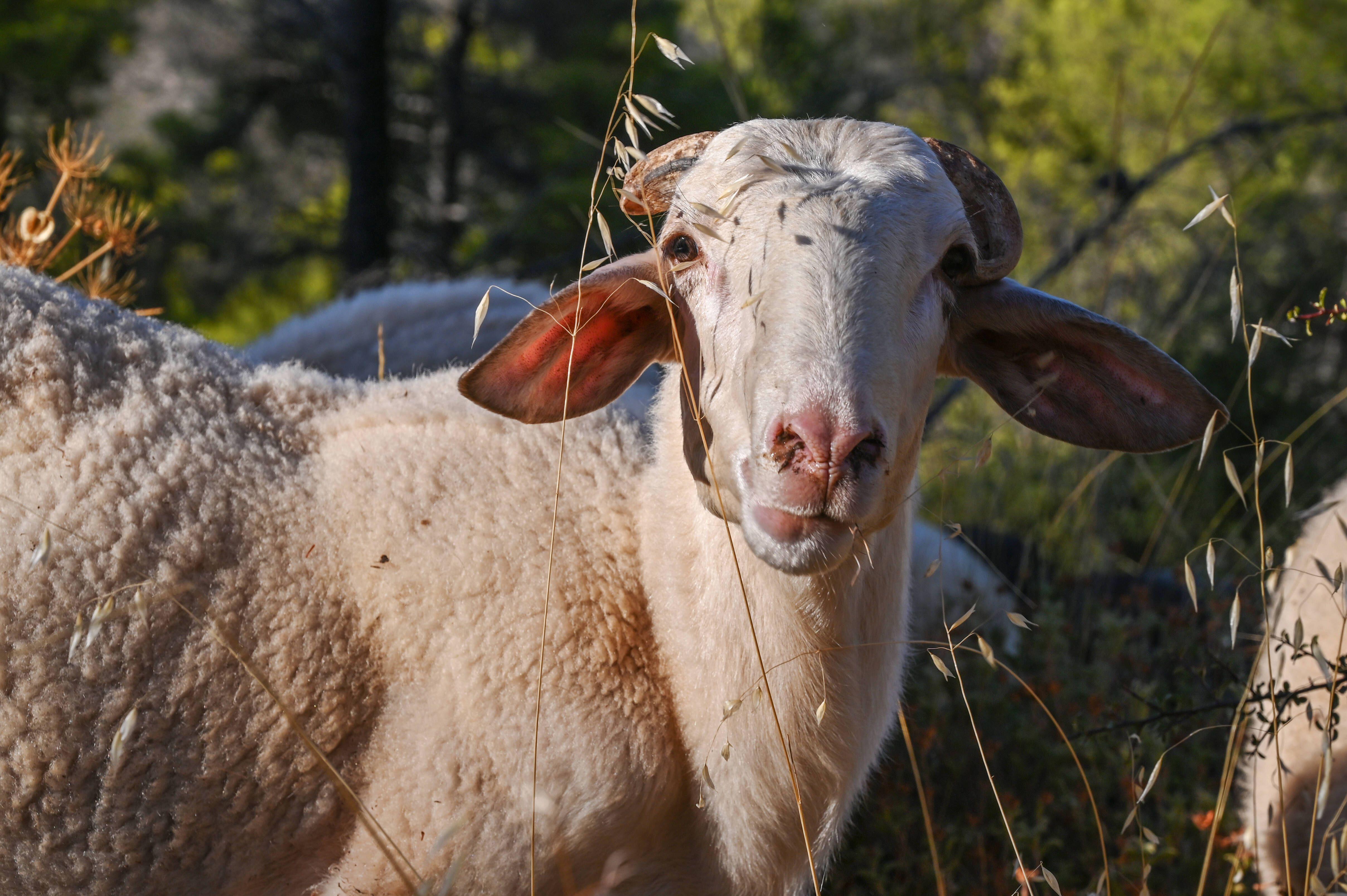 Healthy sheep grazing near Mandra, Greece.