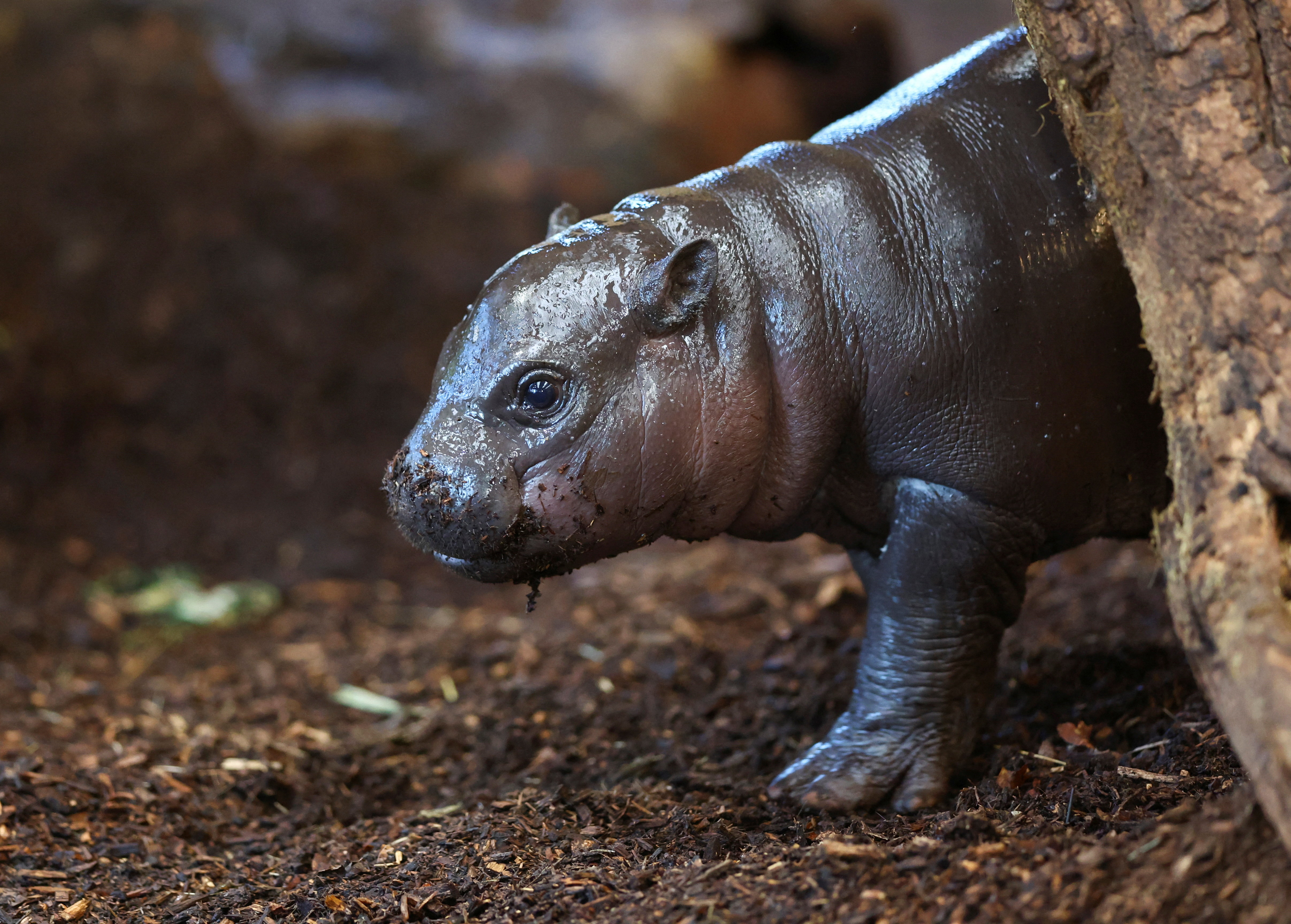 Newborn pygmy hippo Panya in Duisburg