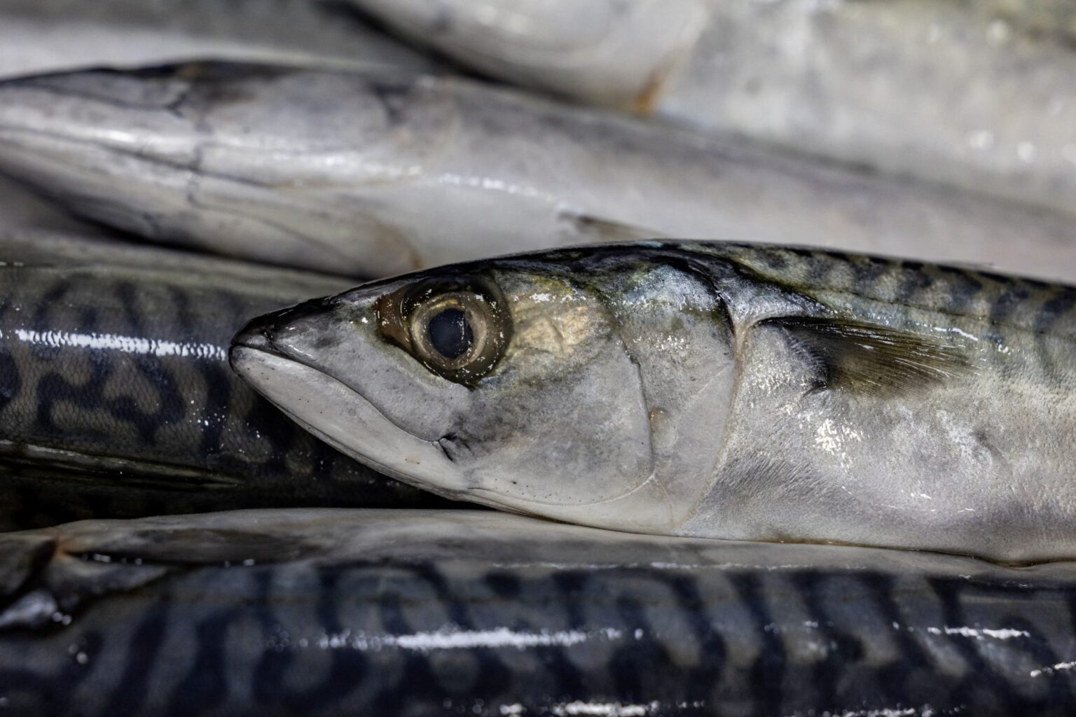 Mackerel overfishing: the EU denounces an agreement between the United Kingdom and Norway
