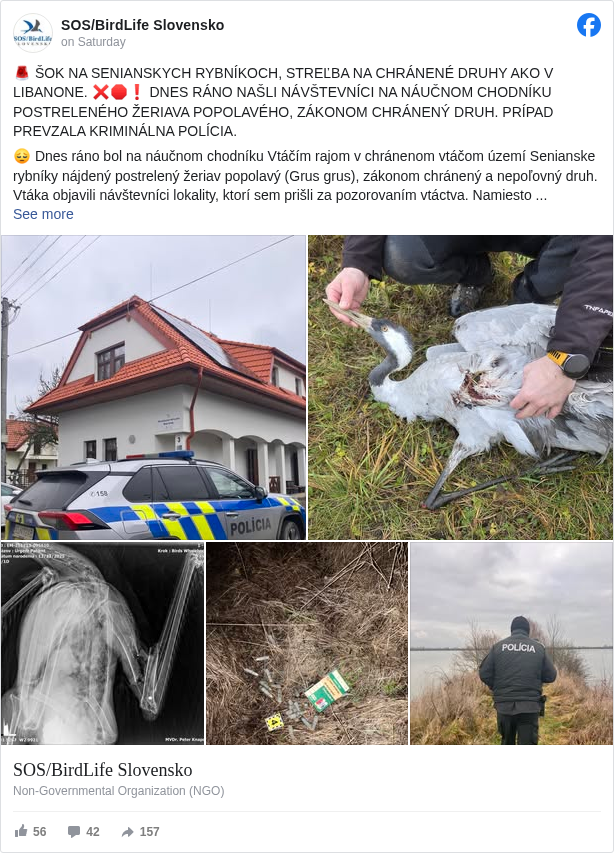 SOS/BirdLife Slovensko: 🚨 ŠOK NA SENIANSKYCH RYBNÍKOCH, STREĽBA NA CHRÁNENÉ DRUHY AKO V LIBANONE. ❌🛑❗ DNES RÁNO NAŠLI NÁVŠTEVNÍCI NA NÁUČNOM CHODNÍKU POSTRELENÉHO ŽERIAVA POPOLAVÉHO, ZÁKONOM CHRÁNENÝ DRUH. PRÍPAD PREVZALA KRIMINÁLNA POLÍCIA.
😔 Dnes ráno bol na náučnom chodníku Vtáčím rajom v chránenom vtáčom území Senianske rybníky nájdený postrelený žeriav popolavý (Grus grus), zákonom chránený a nepoľovný druh. Vtáka objavili návštevníci lokality, ktorí sem prišli za pozorovaním vtáctva. Namiesto toho boli priamo svedkami streľby z rybničnej sústavy mierenej na preletujúce žeriavy popolavé a jedného ťažko zraneného jedinca našli spadnutého v kroví.
Odborní pracovníci ho ešte živého transportovali na veterinárnu kliniku, kde RTG vyšetrenie jednoznačne preukázalo prítomnosť brokov. Vzhľadom na rozsah poranení, ktoré boli nezlučiteľné so životom, musel byť žeriav veterinárom utratený. 🦢❌
👮 Na miesto bola privolaná polícia a prípad prevzal vyšetrovateľ.
⚠️ Udalosť, ku ktorej došlo na Sennom, nemožno považovať za omyl ani ojedinelý incident. Ide o závažný prípad usmrtenia chráneného druhu v jednej z najcennejších prírodných lokalít Slovenska, ktorý poukazuje na dlhodobé zlyhávanie kontroly, dodržiavania pravidiel a vymáhania zákona ako aj dodržiavania základných pravidiel poľovníckej etiky pri love zveri na tejto konkrétnej lokalite.
🆘❌ Na Senianskych rybníkoch sa dnes stalo presne to, čo celý svet odsudzuje v krajinách ako Libanon – postrieľané vzácne vtáky, ktoré sú chránené zákonom. O to zarážajúcejšie a bolestnejšie je, že sa to stalo na mieste, ktoré má byť symbolom ochrany prírody, nie jej porušovania a to na najvýznamnejšom zhromaždisku vodného vtáctva na Slovensku, kde sa zdržujú desaťtitísce jedincov vodného vtáctva, vrátane vzácnych druhov.
Zdôrazňujeme, že týmto statusom nechceme útočiť na na poľovníkov ako skupinu a spochybňovať dnešné legislatívne rámce v zákone o poľovníctve. Drvivá väčšina poľovníkov na Slovensku by podľa nášho presvedčenia aktuálny stav, kedy dochádza k streľbe na ohrozené a vzácne druhy jednoznačne odsúdila. Poukazujeme však na veľmi špecifický a dlhodobo neriešený problém konkrétnej lokality Senianske rybníky, ktorý rozsahom ohrozenia chránených druhov nemá na Slovensku obdobu.
🛑 Budeme apelovať na príslušné štátne orgány, aby bezodkladne prijali účinné opatrenia.❗ Dlhodobé vyrušovanie chránených druhov poľovačkami na zimovisku v najvýznamnejšej lokalite pre výskyt migrujúceho vtáctva na Slovensku dospelo do kritického bodu – tento prípad je jeho tragickým vyvrcholením.