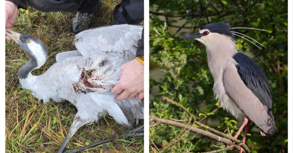 Protected cranes shot dead in Slovakia as conservationists warn of wider threats to bird habitats Protected cranes shot dead in Slovakia as conservationists warn of wider threats to bird habitats