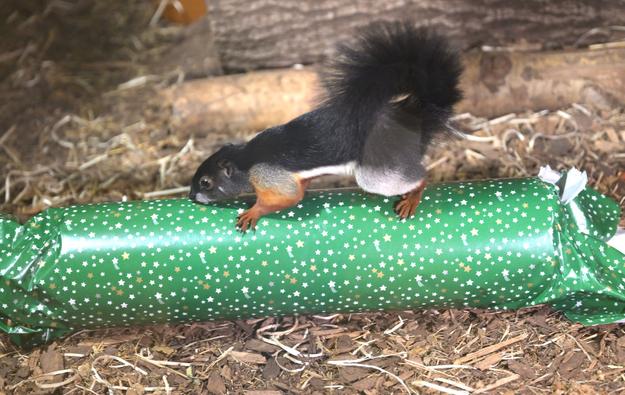 Animals at Košice Zoo received Christmas gifts on Tuesday, 23 December 2025, which they unwrapped and consumed. Pictured is a Malayan squirrel.
