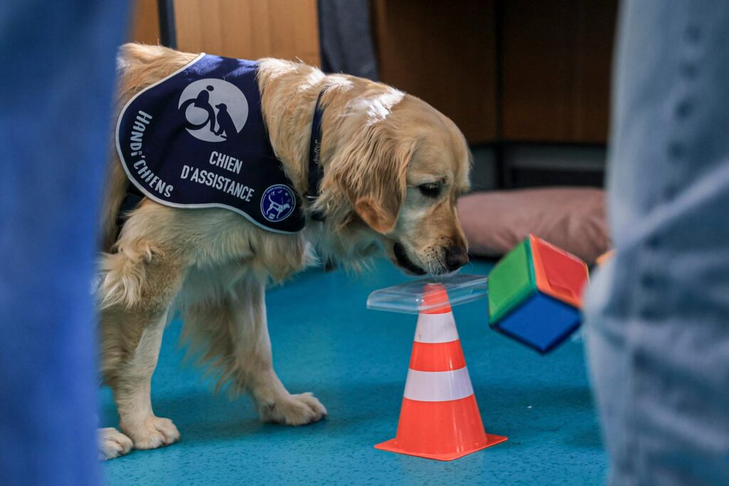 More than 300 refusals of guide and assistance dogs in 2025