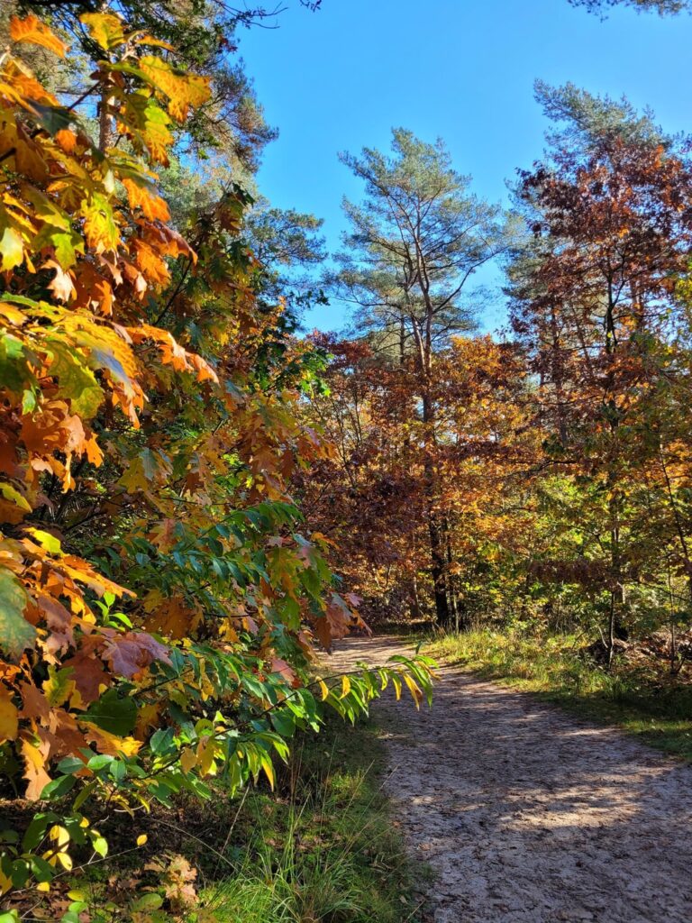 Autumn hike in the "Mechelse Heide" in the Hoge Kempen National Park (Belgian Limburg)