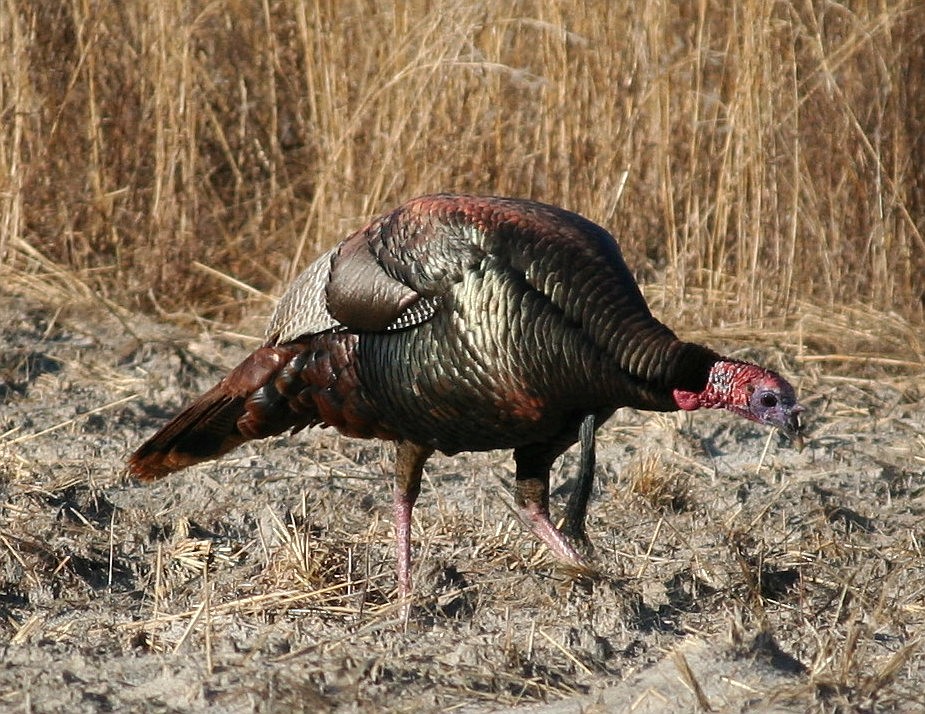 Dwindling numbers of wild turkeys across most of Georgia are ‘a real concern’