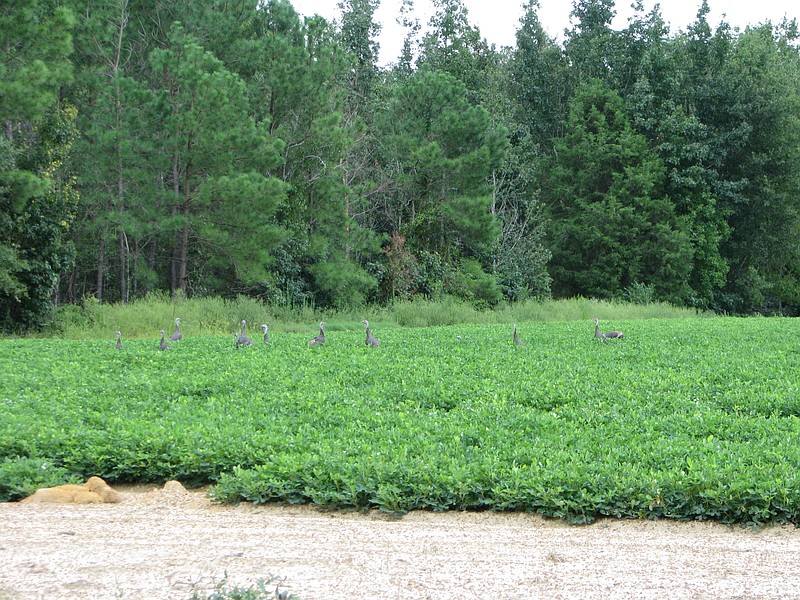 Georgia Department of Natural Resources / Wild turkeys hang out in a peanut field in Georgia.