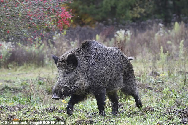 Wild boars invaded the runway at the airport, causing flight chaos for many passengers
